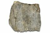 Dinosaur (Triceratops) Frill Shield Section - Montana #355147-1